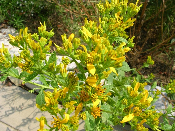 Yellow and Green shades of spring