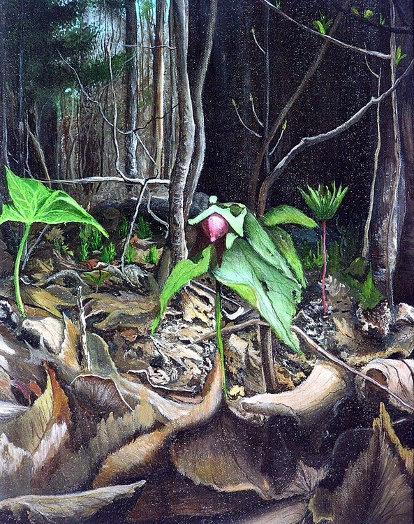 Pink Trillium