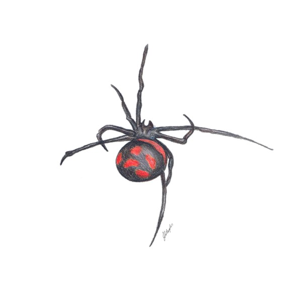 Black Widow Spider