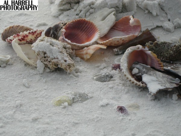 Sea Shells
