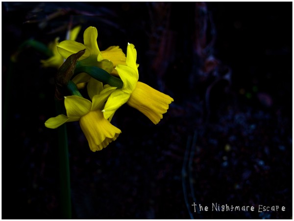 Sunshine in the Dark