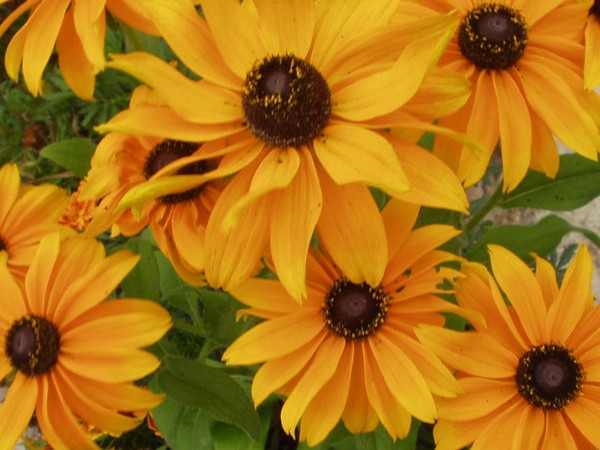 Sunflowers