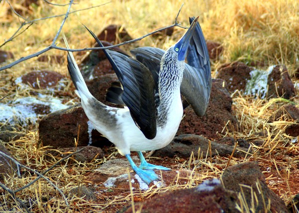 Blue-footed Booby Mating Dance