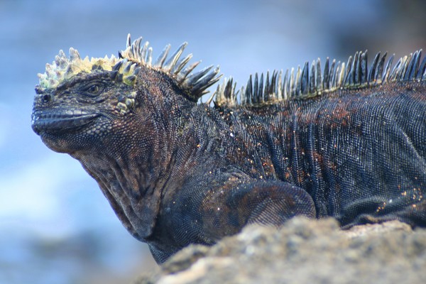 Marine Iguana