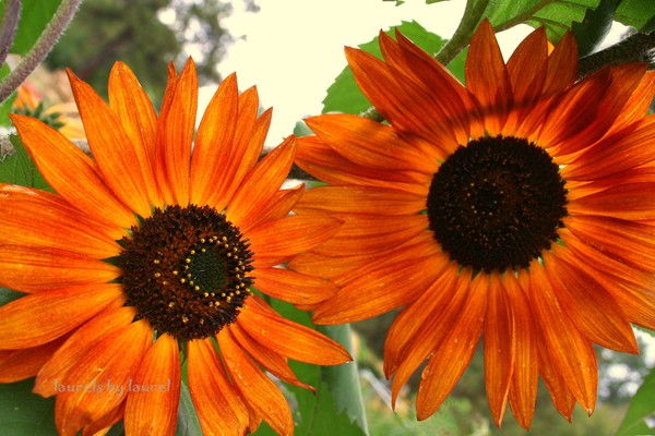Sunflowers: A Duet
