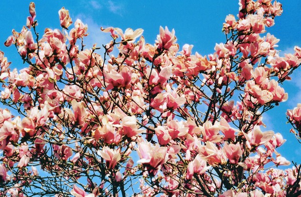 Cherry Blue Sky