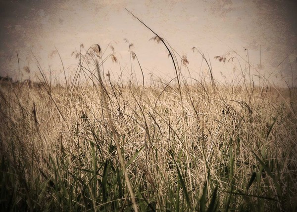 wild_reeds