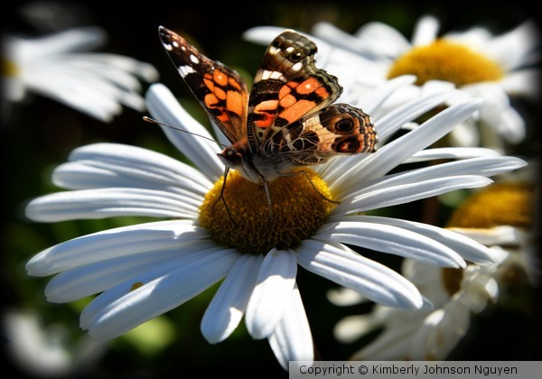 Butterfly 2