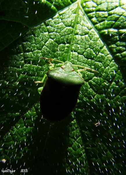 Bug