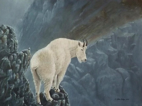 North americain mountain goat.