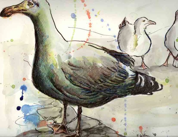Coloured Sea gull