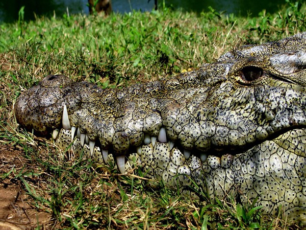 Croc Teeth