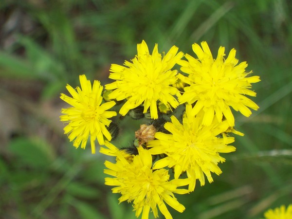 Yellow Flowers