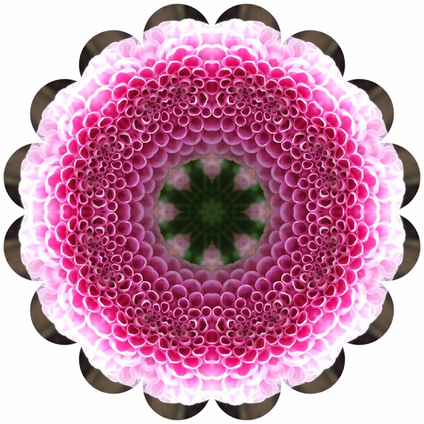 Pink Frill