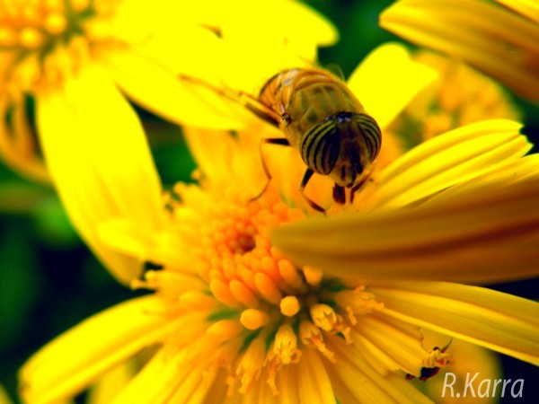 	 All around yellow