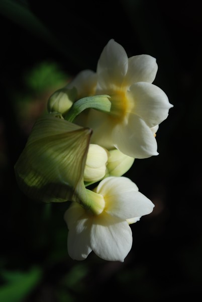 Jonquils from my Potted garden