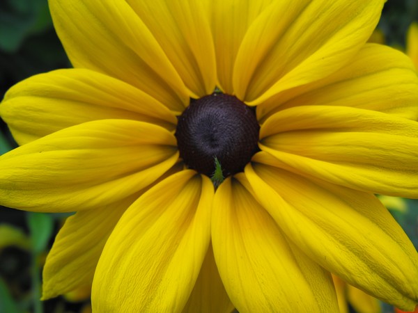 Soft Yellow Flower