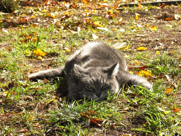 Splat Cat