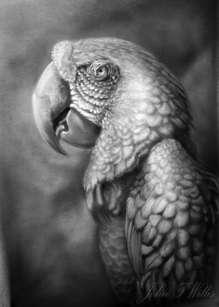 Parrot