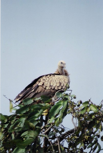 dudhwa