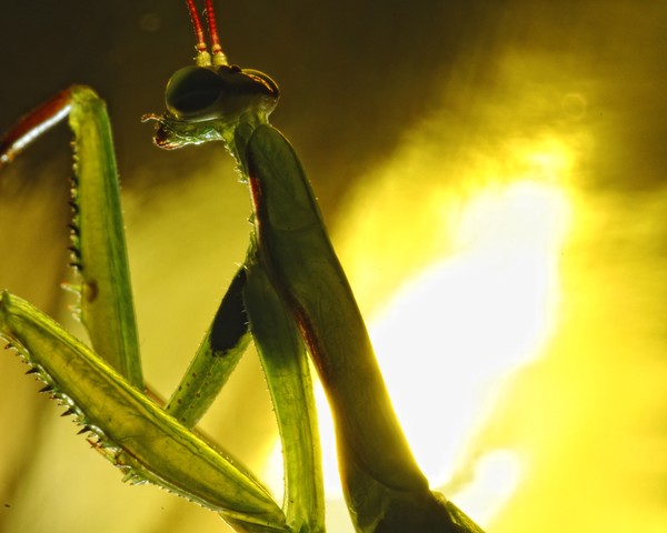 Golden Mantis