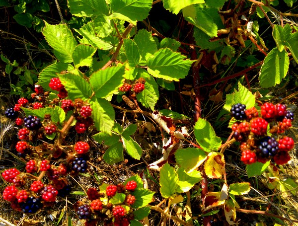 blackberries in nature