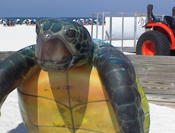 ClearWater Turtle  Beach