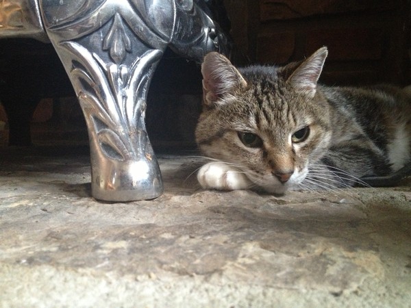 Mighty Cat