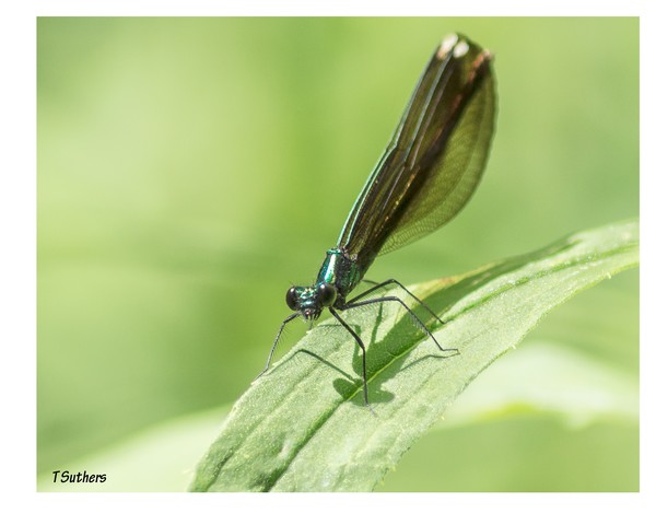 Dragonfly
