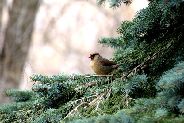 Cardinals