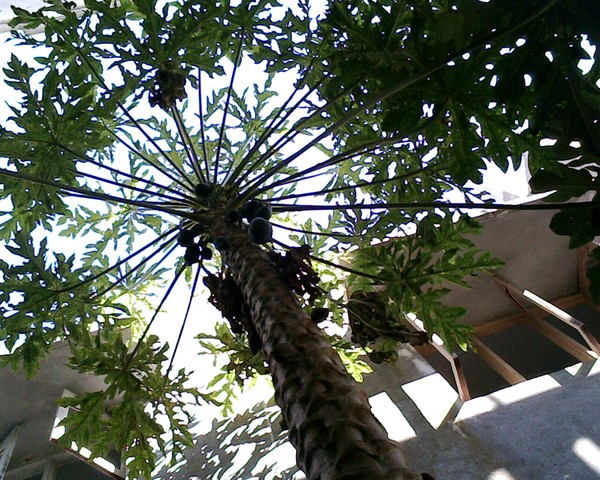 leaves
