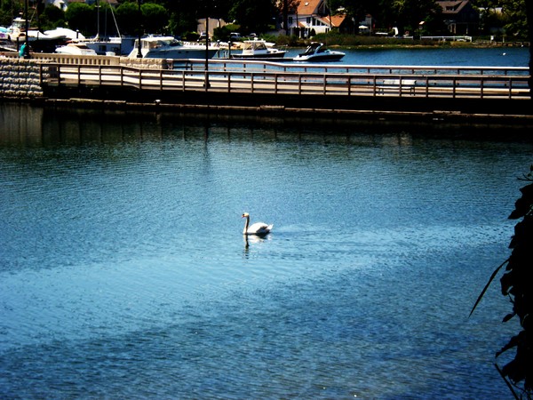 Swan