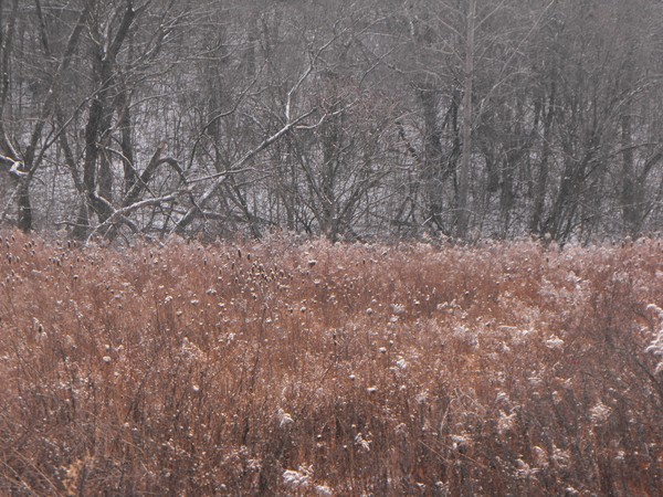 Frost
