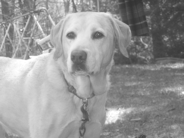 My dog