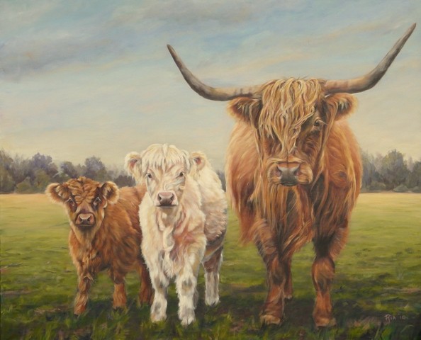 Three Highland Cows
