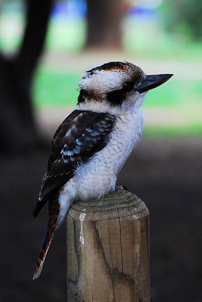 Laughing Kookaburra