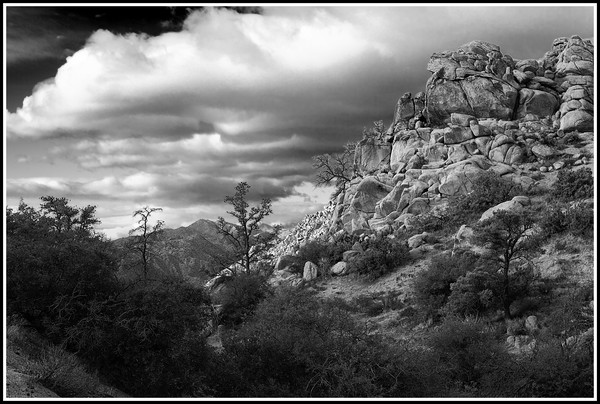 Black and White scene from Yucca Valley