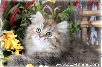 Cozy Kittens & Sue Johnson - www.cozykittens.com