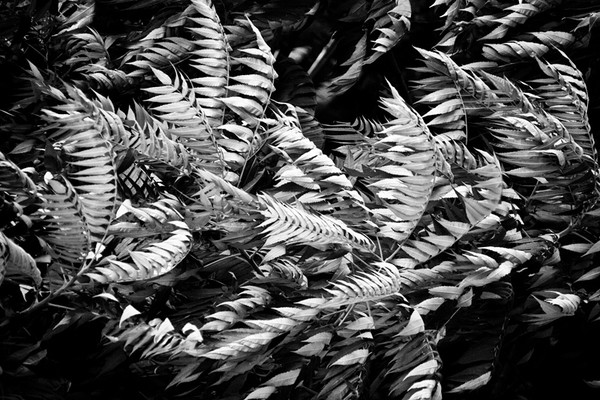 Wind