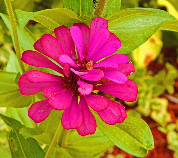 Flower1