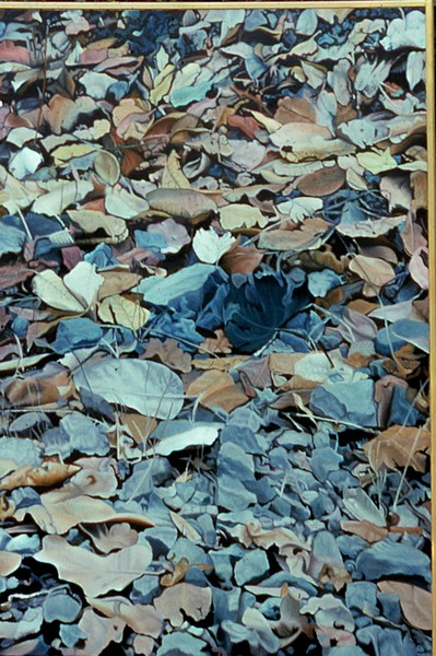 leaves and rocks