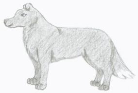 Border Collie