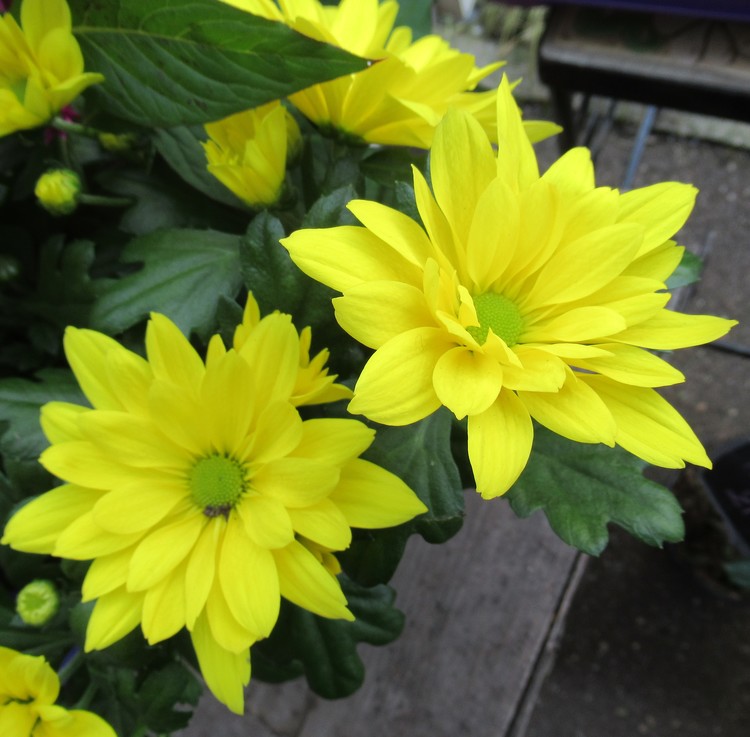 HAVE A SUNNY DAY !