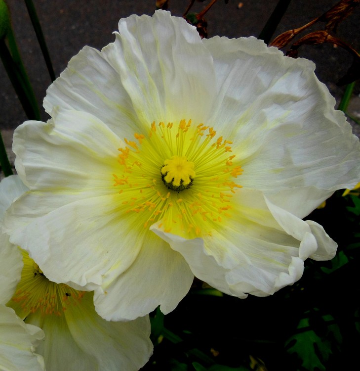WHITE POPPY