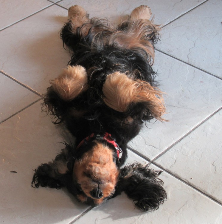 A FUNNY DOG!!!!