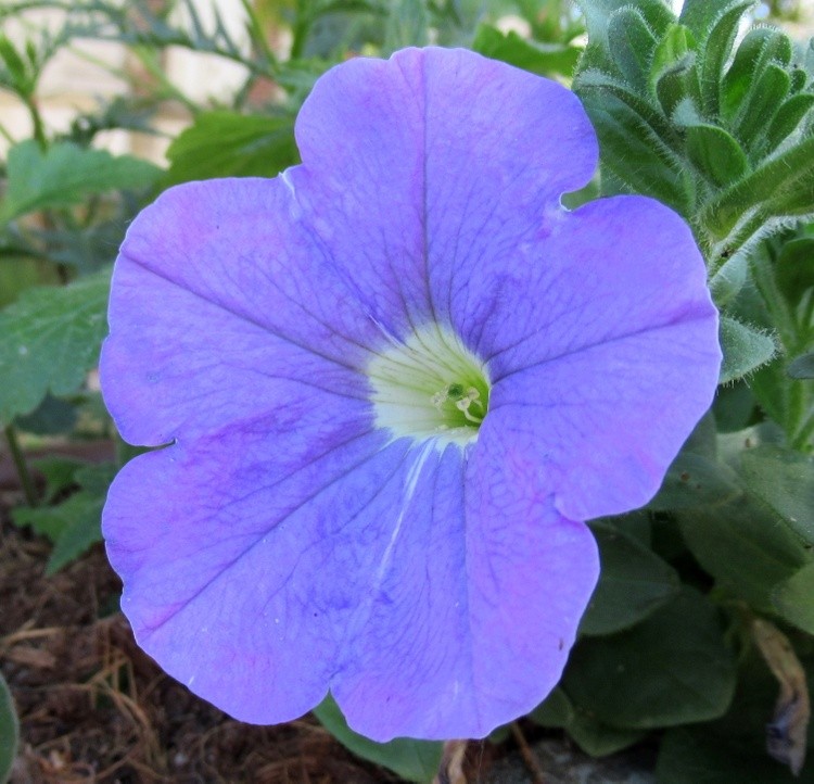 BLUE BLUE BLUE