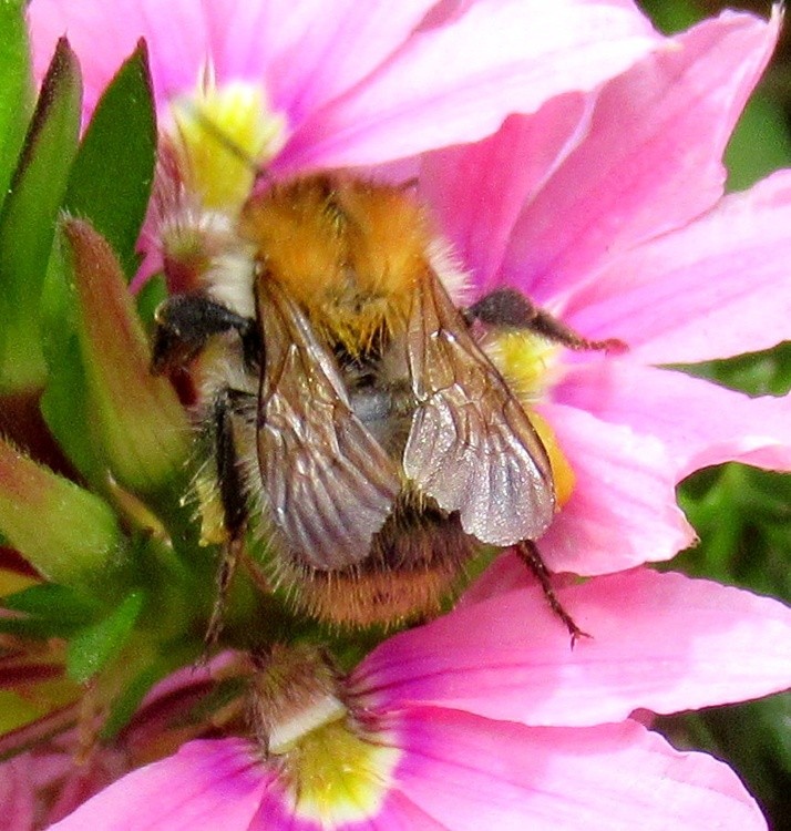 BEE AT WORK