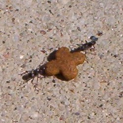 Ants Hauling Cat Food