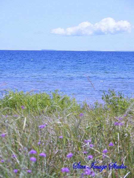 Lake Michigan & Ragged Robin