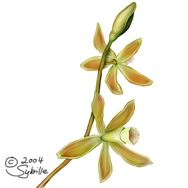 Butterfly Orchid